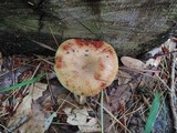 Russula pectinatoides image