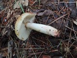 Russula pectinatoides image