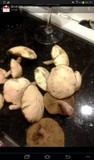 Suillus tomentosus image