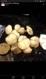 Suillus tomentosus image