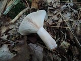 Lactarius imperceptus image