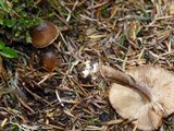 Inocybe asterospora image