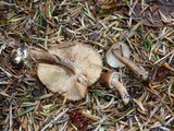 Inocybe asterospora image