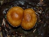 Inocybe olympiana image