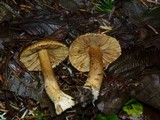 Inocybe olympiana image