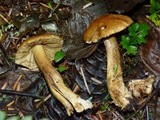 Inocybe olympiana image