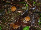 Inocybe olympiana image