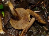 Inocybe olympiana image