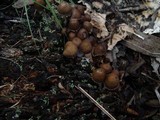 Mycena inclinata image