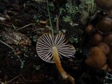 Mycena inclinata image