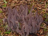 Alloclavaria purpurea image