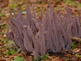 Alloclavaria purpurea image