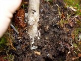 Amanita sect. Vaginatae image