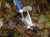 Amanita sect. Vaginatae image