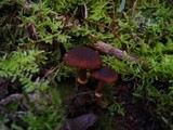 Descolea maculata image
