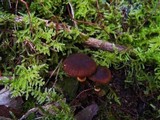 Descolea maculata image