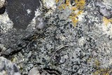 Lecidea cyrtidia image