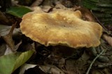 Tapinella atrotomentosa image