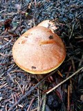Suillus caerulescens image