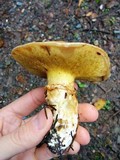 Suillus caerulescens image