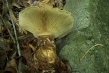Tapinella atrotomentosa image