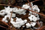 Ceratiomyxa fruticulosa var. fruticulosa image