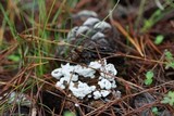 Ceratiomyxa fruticulosa var. fruticulosa image