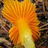 Hygrocybe marginata image