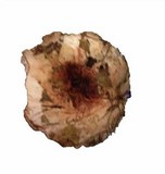 Hygrophorus russula image
