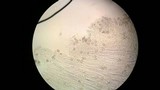 Leptonia carnea image