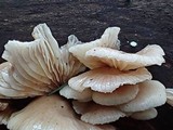 Pleurotopsis longinqua image