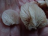 Pleurotopsis longinqua image