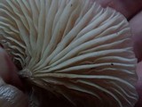 Pleurotopsis longinqua image