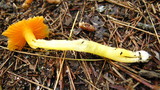 Hygrocybe marginata image