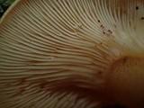 Sarcomyxa serotina image