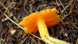 Hygrocybe marginata image