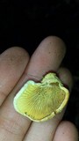 Tapinella panuoides image