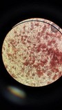 Tapinella panuoides image