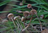 Mycena californiensis image