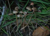 Mycena californiensis image