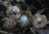 Inocybe brunnescens image