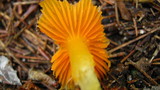 Hygrocybe marginata image