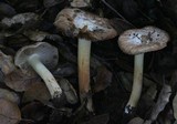 Inocybe brunnescens image