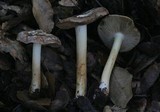 Inocybe brunnescens image