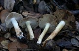 Inocybe brunnescens image