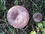 Lactarius trivialis image