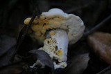 Hypomyces microspermus image