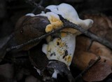 Hypomyces microspermus image