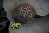 Hypomyces microspermus image