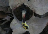 Hypomyces microspermus image